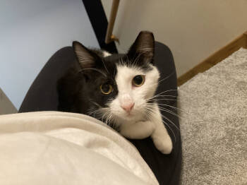Rescue Domestic Short Hair Cats for Adoption in St. Cloud, Minnesota - Harmon | PetCurious