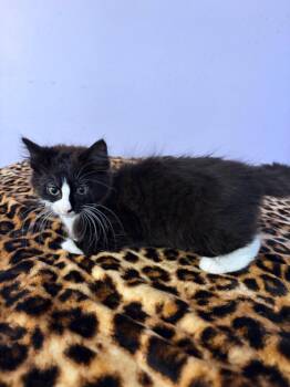 Porkchop -  Domestic Medium Hair Cat Available for Adoption in Arlington, Texas - Porkchop | PetCurious