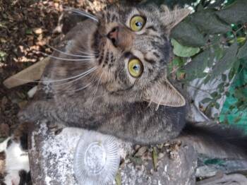 Rescue Maine Coon Cats for Adoption in Chattanooga, Tennessee - Emma & Emmett | PetCurious