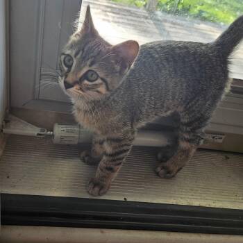 Velocity C11501 -  Domestic Short Hair Cat for Adoption - Velocity C11501 | PetCurious