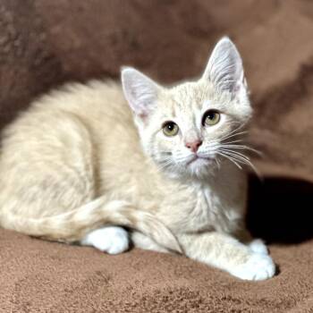 Domestic Medium Hair Cats Available for Adoption in Tipton, Indiana - Rosie | PetCurious