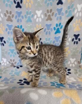 Domestic Short Hair Cats Available for Adoption in Wabash, Indiana - Slater | PetCurious