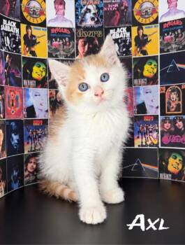 Axl -  Domestic Medium Hair and Domestic Short Hair Cat for Adoption in Morton Grove, Illinois - Axl | PetCurious
