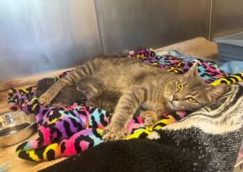 Kaya -  Domestic Short Hair Cat for Adoption in Liverpool, New York - Kaya | PetCurious