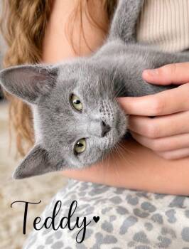 Teddy -  Domestic Short Hair Cat for Adoption in Vancouver, Washington - Teddy | PetCurious