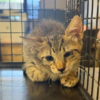 A431201 -  Domestic Short Hair Cat for Adoption in Conroe, Texas - A431201 | PetCurious