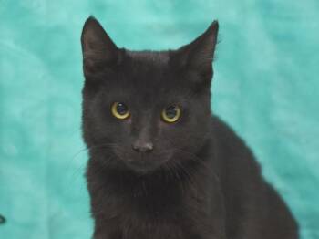 Chess -  Domestic Short Hair Cat for Adoption in Portland, Oregon - Chess | PetCurious