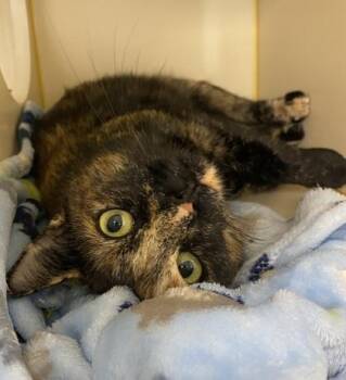 Rescue Domestic Short Hair Cats for Adoption in Gloucester, Massachusetts - Tatiana | PetCurious