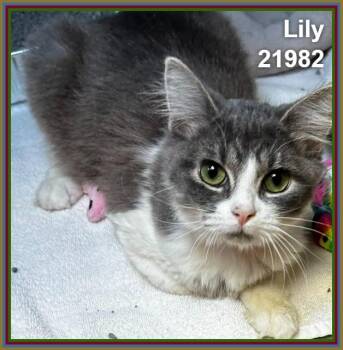 LILY -  Domestic Medium Hair Cat for Adoption in Marietta, Georgia - LILY | PetCurious