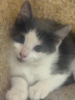Blueberry -  Domestic Short Hair Cat for Adoption in Lafayette, Indiana - Blueberry | PetCurious