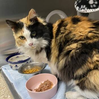 Domestic Short Hair Cats Available for Adoption in Cheyenne, Wyoming - Treasure | PetCurious