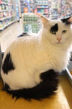 Domestic Long Hair Cats Available for Adoption - Noodle | PetCurious