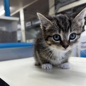 Poppy -  Domestic Short Hair Cat for Adoption in Harrisville, West Virginia - Poppy | PetCurious