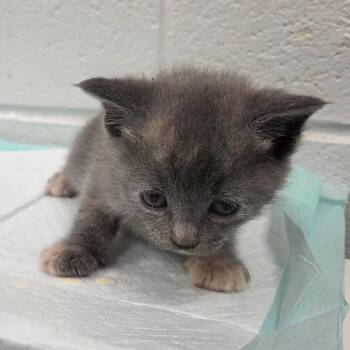 American Shorthair Cats Available for Adoption in Chattanooga, Tennessee - Gemini | PetCurious