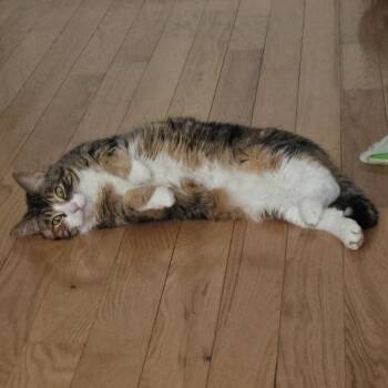 Sapphire Jones -  Domestic Medium Hair Cat for Adoption in Philadelphia, Pennsylvania - Sapphire Jones | PetCurious