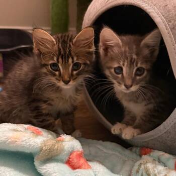 Maya -  Domestic Short Hair Cat for Adoption in Chattanooga, Tennessee - Maya | PetCurious