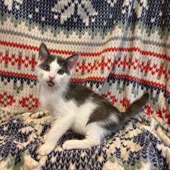 Rescue Domestic Short Hair Cats for Adoption in Los Angeles, California - Iguana | PetCurious