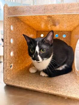 Willy -  Domestic Short Hair Cat for Adoption in Fruit Heights, Utah - Willy | PetCurious