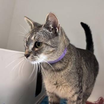 Deb -  Domestic Short Hair Cat for Adoption in Janesville, Wisconsin - Deb | PetCurious