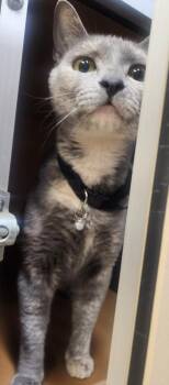 Domestic Short Hair Cats Available for Adoption - Destiny | PetCurious