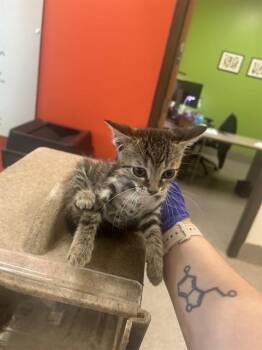 ALLAN -  Domestic Short Hair Cat for Adoption in Louisville, Kentucky - ALLAN | PetCurious