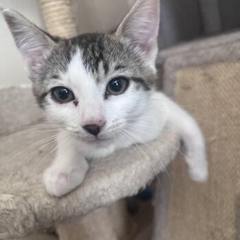 Jane -  Domestic Short Hair Cat for Adoption in Pleasanton, California - Jane | PetCurious
