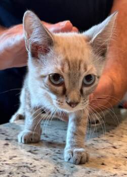 Juju -  Siamese Cat for Adoption in Austin, Texas - Juju | PetCurious