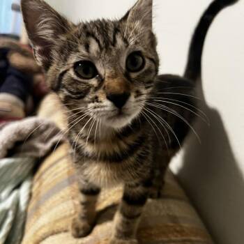 Misty -  Domestic Short Hair Cat for Adoption in Houston, Texas - Misty | PetCurious