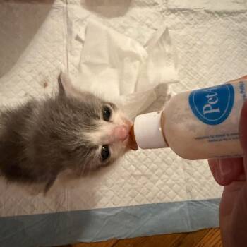 Domestic Medium Hair Cats Available for Adoption in Roanoke, Virginia - Drizzle | PetCurious