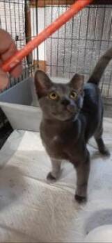Rescue Domestic Short Hair Cats for Adoption in Richmond, Virginia - Daniel | PetCurious