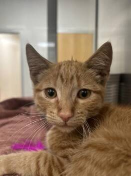 BUBBLES -  Domestic Short Hair Cat for Adoption in Pueblo, Colorado - BUBBLES | PetCurious