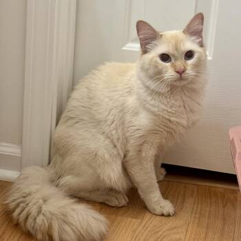 Siamese Cats Available for Adoption in Memphis, Tennessee - Babalu | PetCurious