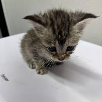 Red -  Domestic Short Hair Cat for Adoption in Tampa, Florida - Red | PetCurious