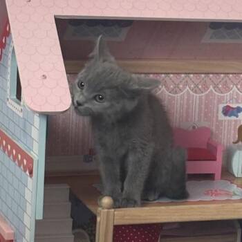 Miley -  Domestic Long Hair Cat for Adoption in Escondido, California - Miley | PetCurious