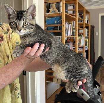 Nandina -  Domestic Short Hair Cat for Adoption in Mckinney, Texas - Nandina | PetCurious