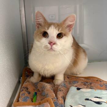 Link -  Domestic Medium Hair and Domestic Short Hair Cat for Adoption in Binghamton, New York - Link | PetCurious