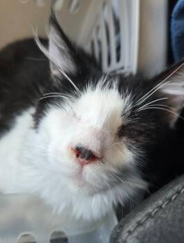 Domestic Short Hair Cats Available for Adoption in Salinas, California - Carlos | PetCurious