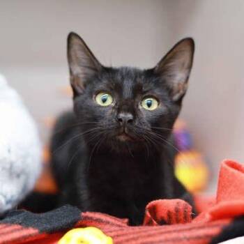 Lucky -  Domestic Short Hair Cat for Adoption in Atlanta, Georgia - Lucky | PetCurious