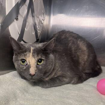 Gata Luna -  Domestic Short Hair Cat for Adoption in Palm Springs, California - Gata Luna | PetCurious