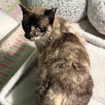 Jasmine Duval -  Domestic Short Hair Cat for Adoption in Woodbury, New Jersey - Jasmine Duval | PetCurious