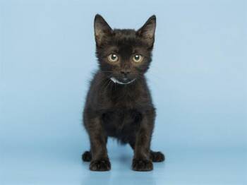 JORDAN -  Domestic Short Hair Cat for Adoption in Phoenix, Arizona - JORDAN | PetCurious