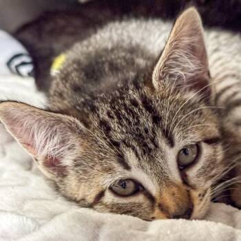 Domestic Short Hair Cats Available for Adoption in Kennebunk, Maine - Spring | PetCurious