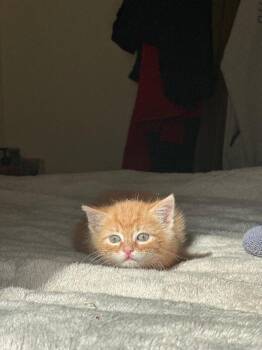 Domestic Short Hair Cats Available for Adoption in Fort Collins, Colorado - Owen Hunt | PetCurious