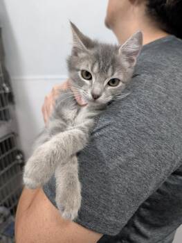 Warhead -  Domestic Short Hair Cat for Adoption in Denham Springs, Louisiana - Warhead | PetCurious
