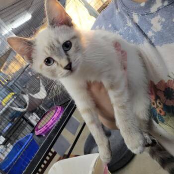 Domestic Short Hair Cats Available for Adoption - Opal | PetCurious