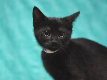 Soju -  Domestic Short Hair Cat for Adoption in Portland, Oregon - Soju | PetCurious