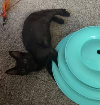 Domestic Short Hair Cats Available for Adoption in Lafayette, Colorado - Guava | PetCurious