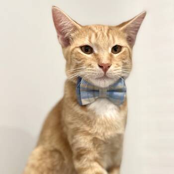 Rescue Domestic Short Hair Cats for Adoption in Quail Heights, Florida - Popcorn | PetCurious