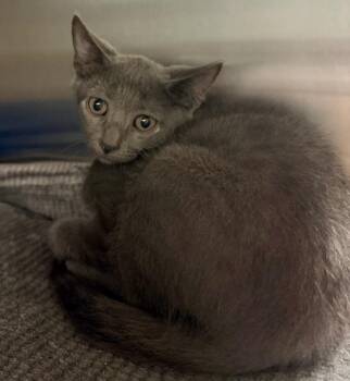 Lonnie -  Domestic Short Hair Cat for Adoption in Ocala, Florida - Lonnie | PetCurious