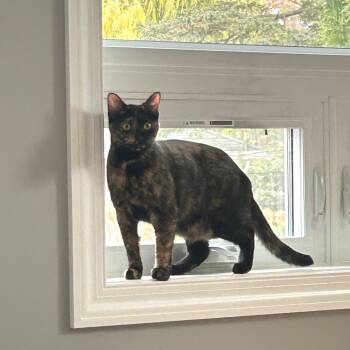 Rescue Domestic Short Hair Cats for Adoption in Minnetonka, Minnesota - Princess P C66929 | PetCurious